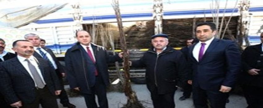 Amasya`da Köylülere Ceviz ve Kiraz Fidanı Dağıtıldı