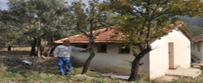 Datça`da Armut Ağaçları İkinci Kez Meyve Verdi