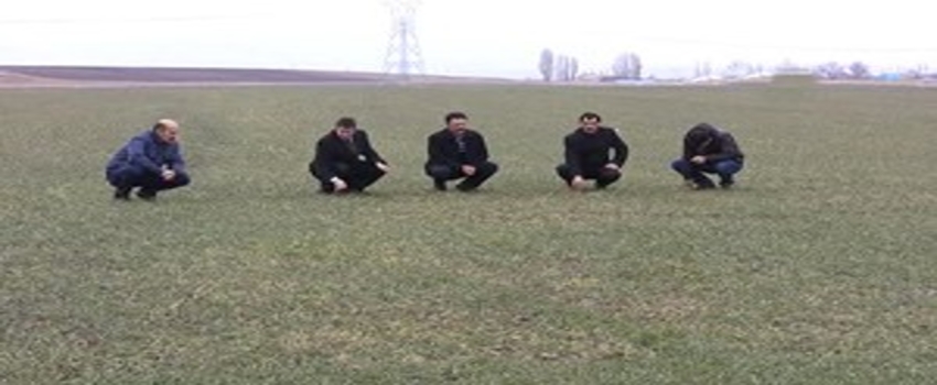 Erzurum`da Soğuk ve Kuraklığa Dayanıklı Rus Buğdayı Deneniyor