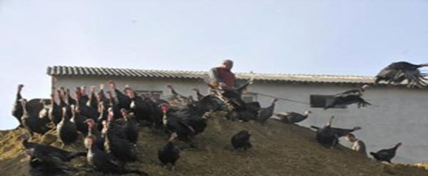 Kandıra`nın Ünlü Hindisi Yılbaşına Hazır