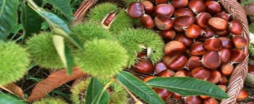Kar Yağışı Kestane Üreticisine Umut Oldu
