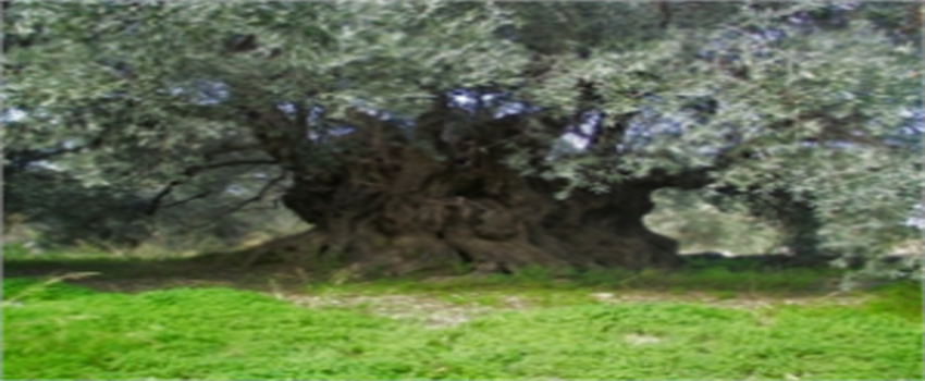 Asırlık Zeytin Ağaçları Projesi