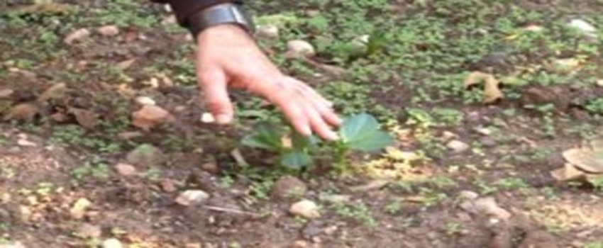 Suriyeliler İçin `Mikro Tarım Projesi`