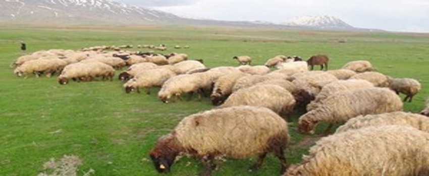 Karaman`da Sürü Yönetimi Elemanı Kursu