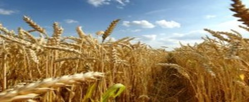 Türkiye`yi Kaybetmek İstemeyen Ruslar, Buğday Fiyatını Düşürdü
