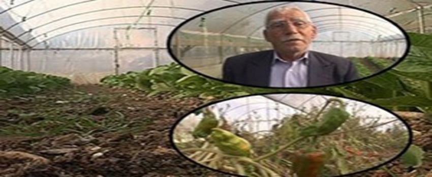 Urfa`da Zirai İlaçlamada `Yanlış İlaç` İddiası