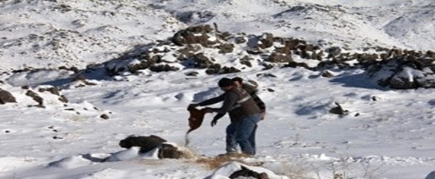 Yaban Hayvanlar İçin Ağrı Dağı`na Yem Bırakıldı