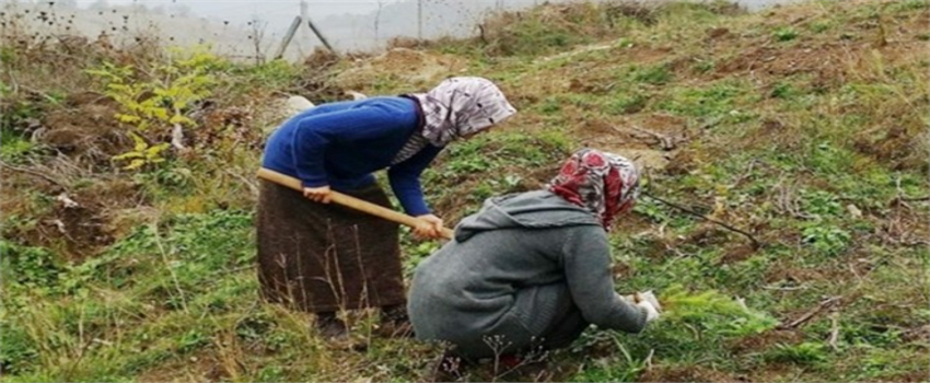 15 Bin Gelir Getirici Fidan Dikildi