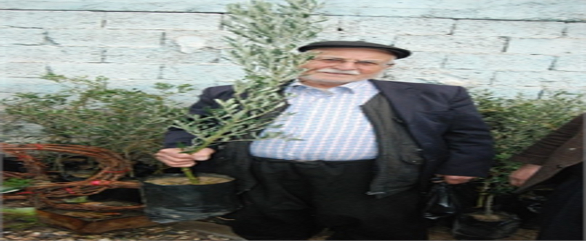 Kahramanmaraş`ta Zeytin Fidanı Fiyatları Arttı