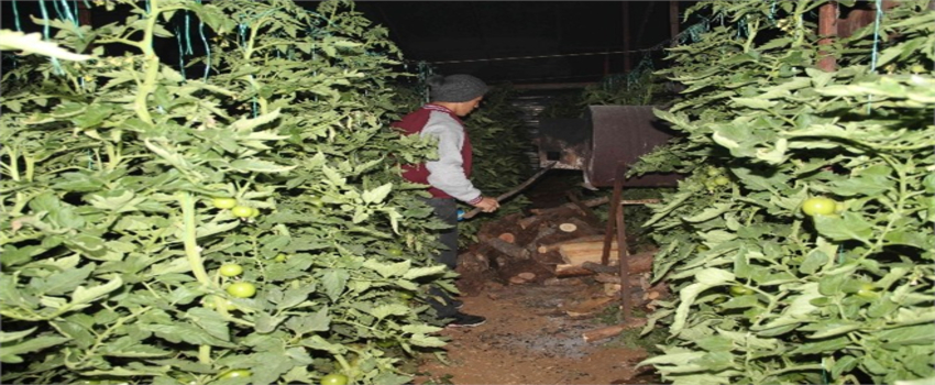 Domates Üreticisi Don Nöbetinde