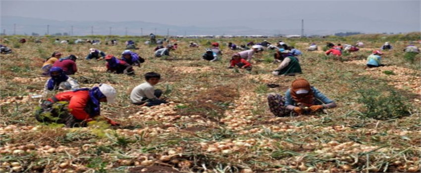 Tarlalarda Çalıştırılan Göçmenler İçin Haraç Geliyor