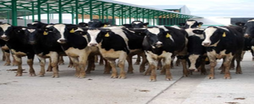 29 Bin Ton İthal Et Gelecek