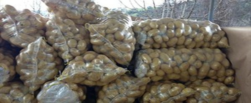 Habur`un Açılması Patates Üreticisini Sevindirdi