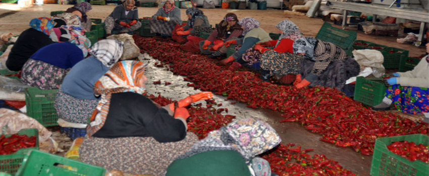 Hollanda`nın Salçası Kulaca`dan