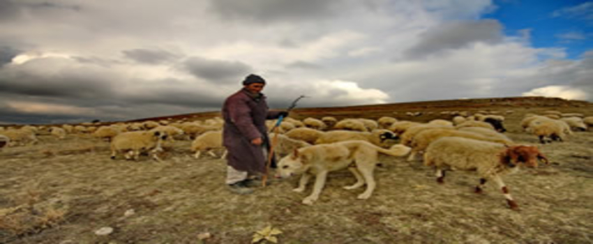 Anadolu`da `İthal Çoban` Krizi