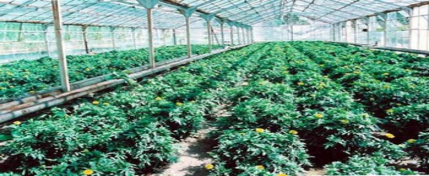 Bitki Yetiştiricilerine Yeni Program