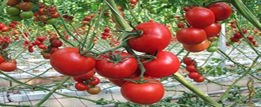 Domatesin Zamlı Yolculuğu