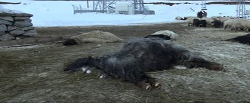 Başıboş Köpekler Sürüye Saldırıp 12 Koyunu Telef Etti