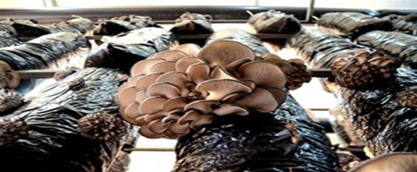 Girişimci Çift, 10 Liralık İstiridye Mantarıyla Kırmızı Ete Rakip Oldu