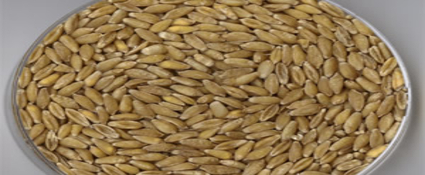 Tritordeum Tahılı Türkiye`de