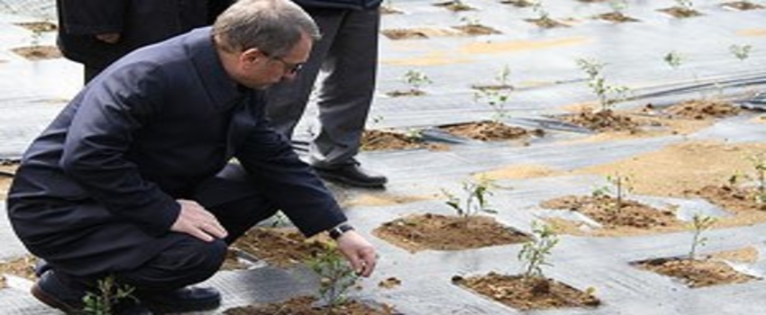 ÇAYKUR`dan Gen Havuzu Projesi