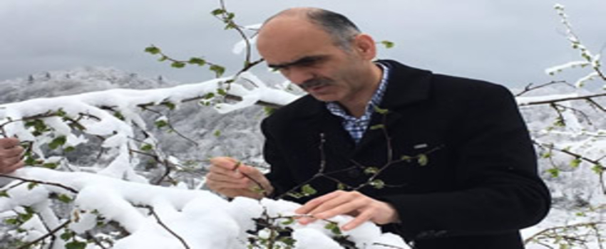 Fındıkta Don Tehlikesi Üreticiyi Tedirgin Etmeye Başladı