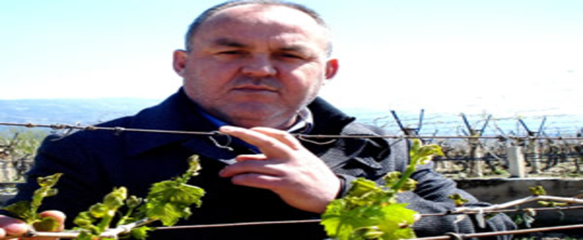 Sarıgöl`de Üzüm Bağlarını Don Vurdu