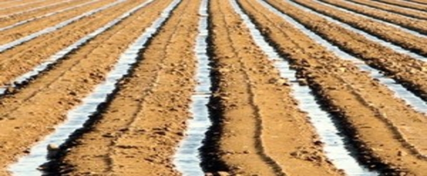 Kazan`da 3 Bin Dekar Arazi Sulu Tarıma Açıldı