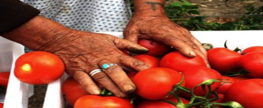 Tarım ÜFE Şubat Ayında Yüzde 3,11 Azaldı