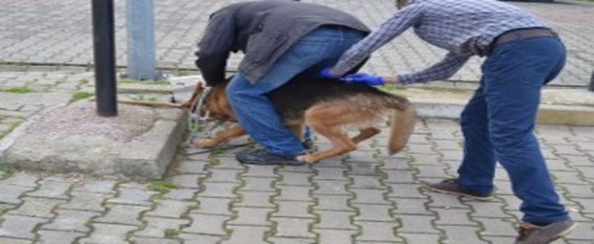 Yalova`da Hayvanlara Kuduz Aşısı