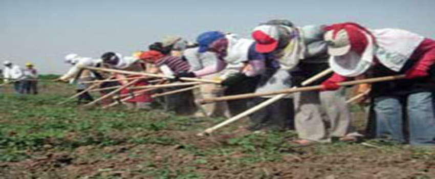 Demre`de Mevsimlik İşçi Ve Ortakçıların Yaşam Koşulları İyileştirilecek