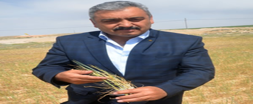 Karaman`da Kuraklık Çiftçiyi Vurdu