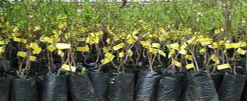 Orman ve Su İşleri Bakanlığı`ndan Fidan Desteği