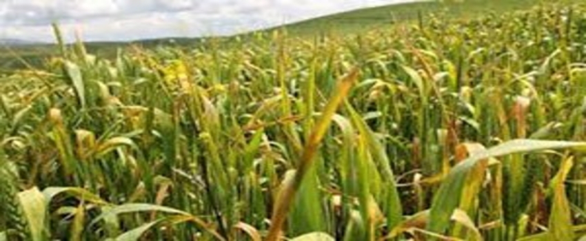Edirne`de Buğday Ekili Tarlalarda Virüs Tehditi