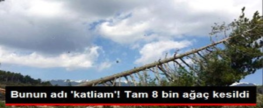 Bursa`da Ağaç Katliamı!