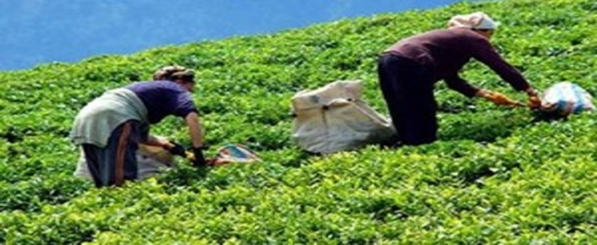 2015 Çaykur İçin Rekorlar Yılı Oldu