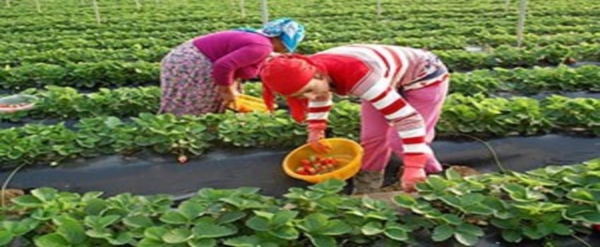 Hatay`da Çilek Hasadı Başladı