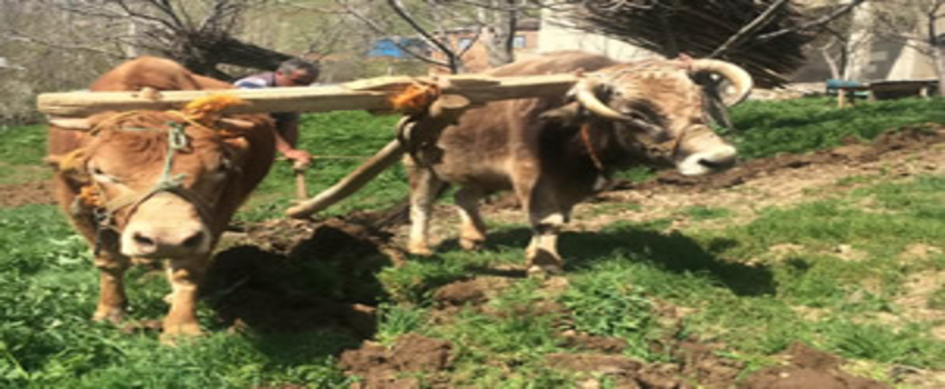 Bahçesaray`da Karasabanlı Tarım