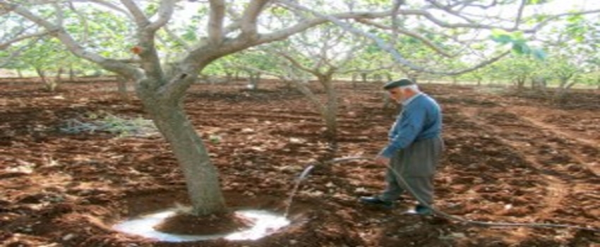 Kuraklık, Fıstık Üreticilerini Harekete Geçirdi