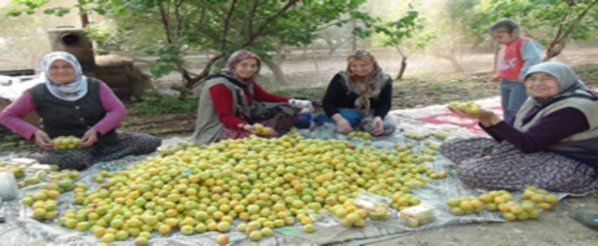 Sezonun İlk Kayısı Hasadı Mersin`de Yapıldı