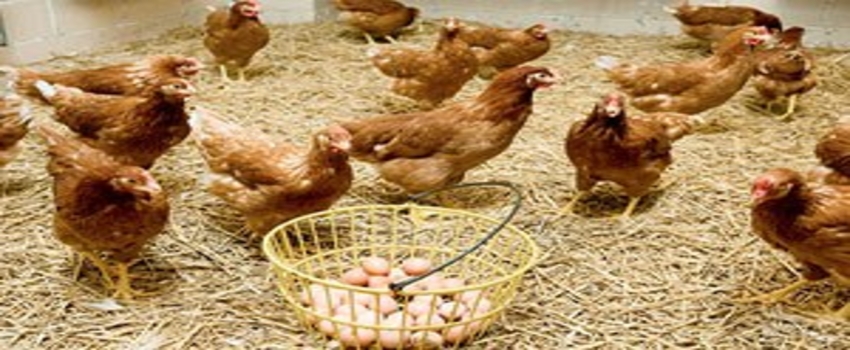 Hafik`te Organik Yumurta Tavukçuluğu