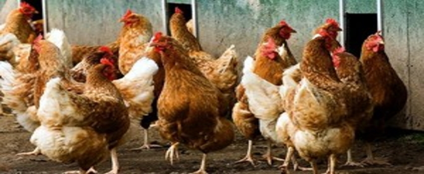 Ereğli Ziraat Odası Çiftçilere Tavuk Dağıttı