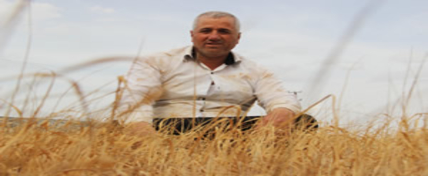 Güneydoğu`da Kuraklık Hububat Üreticilerini Vurdu