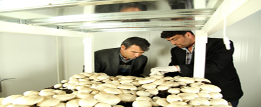 Mantar Yetiştiriciliğinde İlk Hasat Yapıldı