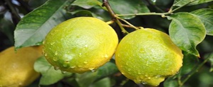 Limon Fiyatları Son 4 Yılda