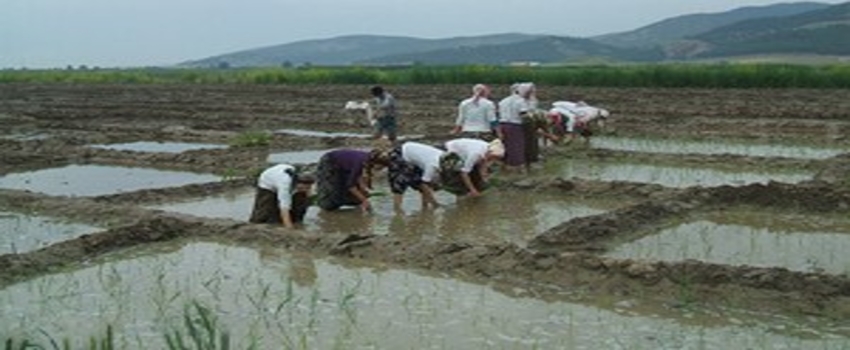 Osmanlı`da Saray Mutfaklarını Süsleyen Konuralp Pirincinin Ekimine Başlandı