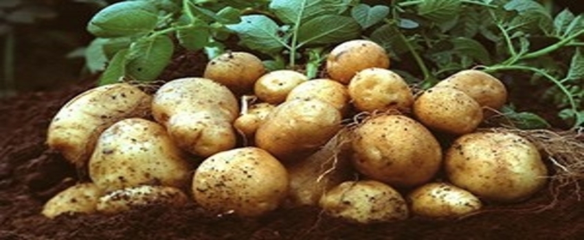 Patates Üreticisi Destek Bekliyor