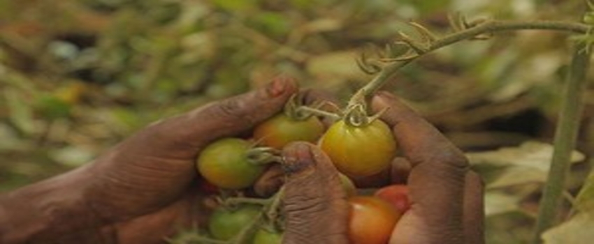 Senegal`in Tarım Sektöründe Yaptığı Dev Yatırımlar