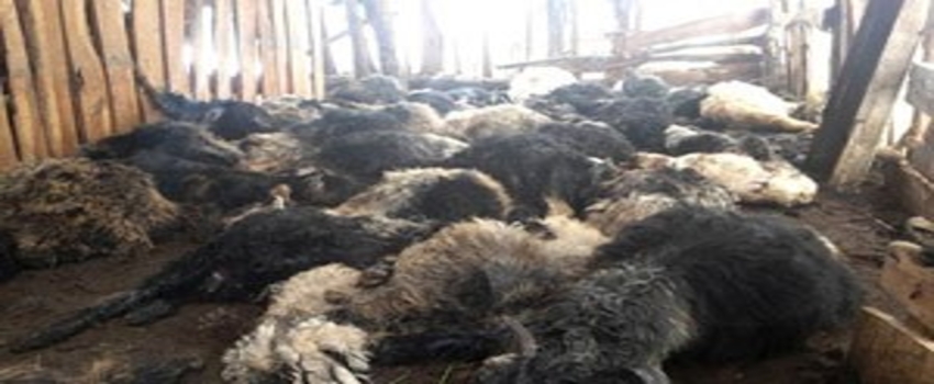 Siirt`te Köpekler 38 Küçükbaş Hayvanı Telef Etti