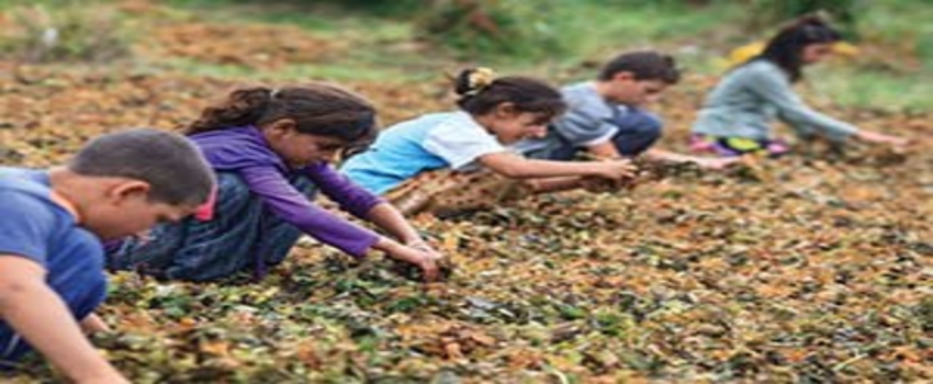 Milyonlarca Tarım İşçisi Güvencesiz Çalıştırılıyor